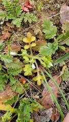 Nemophila pedunculata