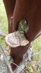 Phellinus arctostaphyli