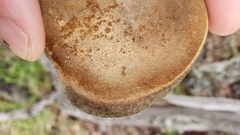 Phellinus arctostaphyli