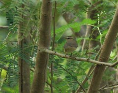 Phylloscopus borealis