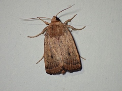 Proteuxoa porphyrescens