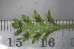Fabraea rhytismoidea