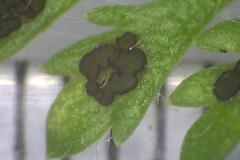 Fabraea rhytismoidea