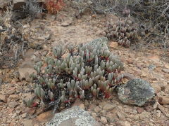 Brianhuntleya intrusa