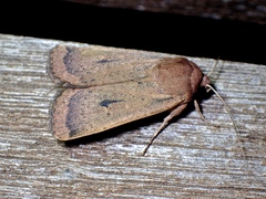 Proteuxoa porphyrescens