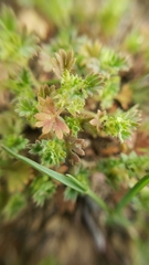 Alchemilla occidentalis