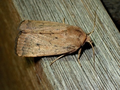 Proteuxoa porphyrescens