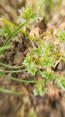 Alchemilla occidentalis