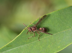 Ropalidia hongkongensis
