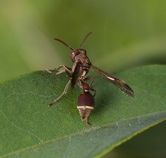 Ropalidia hongkongensis