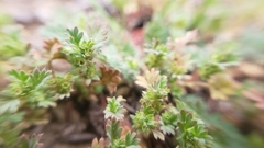 Alchemilla occidentalis