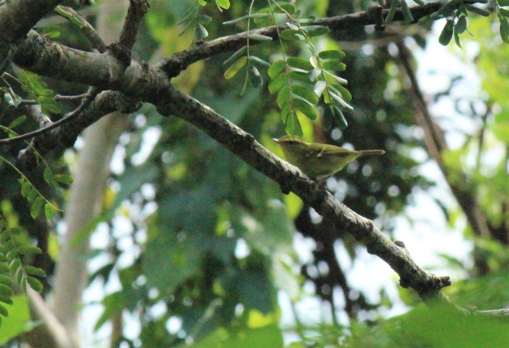 Hartert's Leaf Warbler