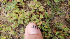 Alchemilla occidentalis