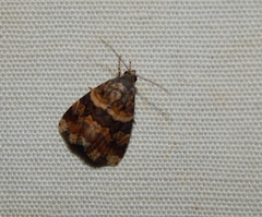 Ozarba apicalis