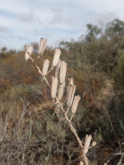 Gasteria disticha disticha