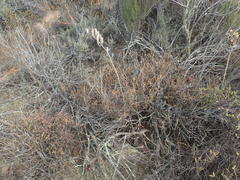 Gasteria disticha disticha