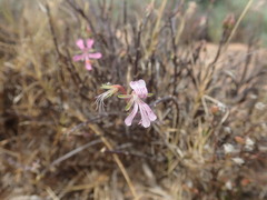 Pelargonium karooicum