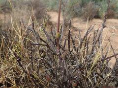 Pelargonium karooicum