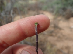 Pelargonium karooicum