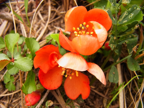 Chaenomeles japonica