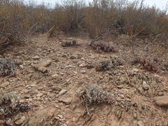 Brianhuntleya intrusa