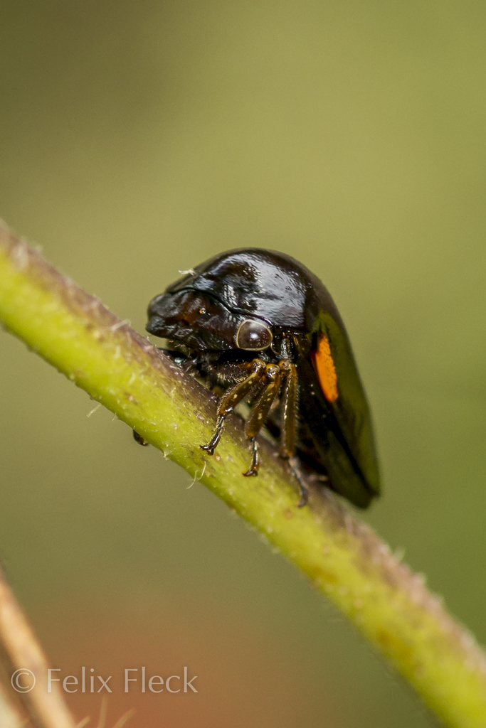 Darninae