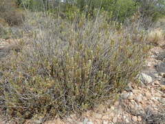 Euryops lateriflorus