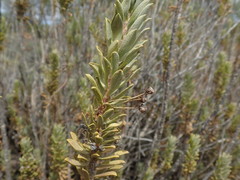 Euryops lateriflorus