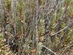 Euryops lateriflorus