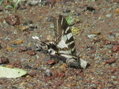 Protographium leosthenes