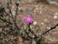 Smicrostigma viride