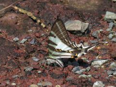 Protographium leosthenes