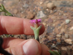 Smicrostigma viride