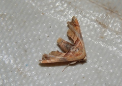 Eutelia callichroma