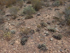 Brianhuntleya intrusa