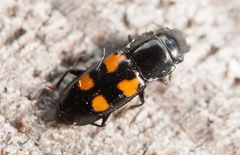Glischrochilus quadripunctatus