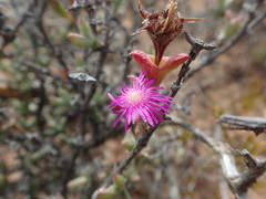 Smicrostigma viride