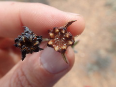 Smicrostigma viride