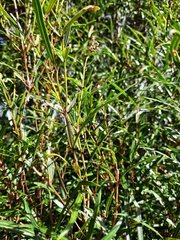 Nestegis montana