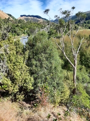 Nestegis montana