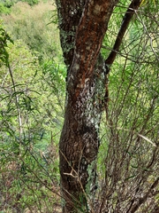 Nestegis montana