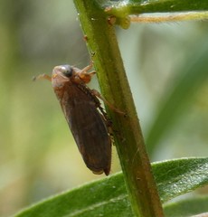 Tartessini
