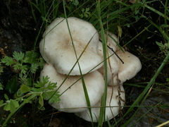 Pluteus pellitus