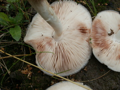 Pluteus pellitus