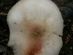 Pluteus pellitus