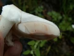 Pluteus pellitus