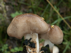 Pluteus pellitus