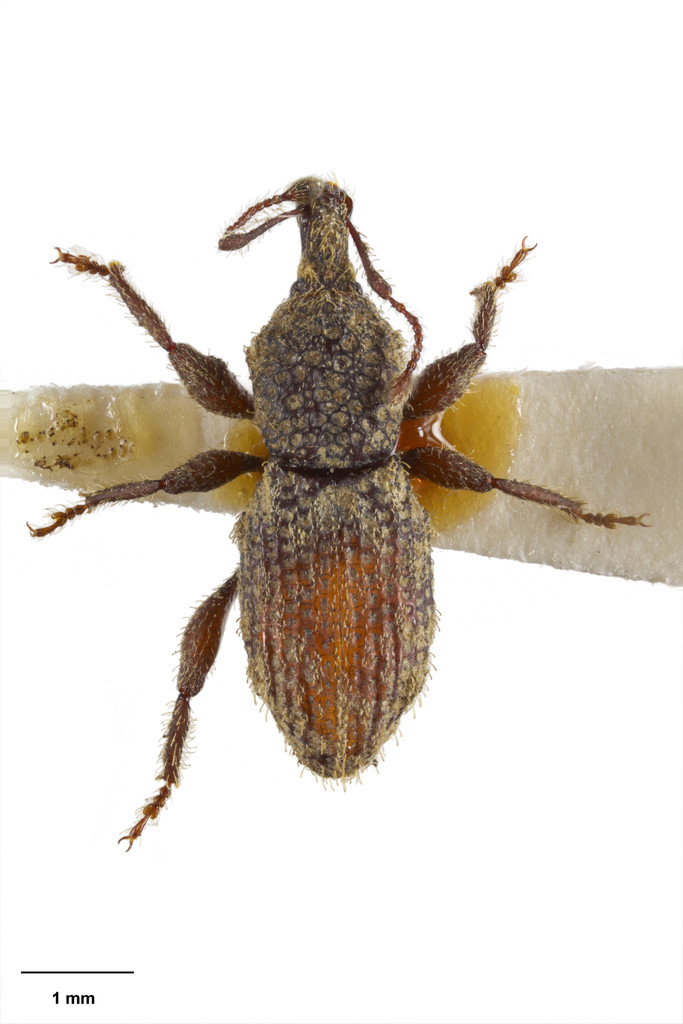 Nestrius bifurcus