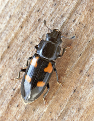 Glischrochilus quadripunctatus