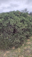 Arctostaphylos manzanita elegans